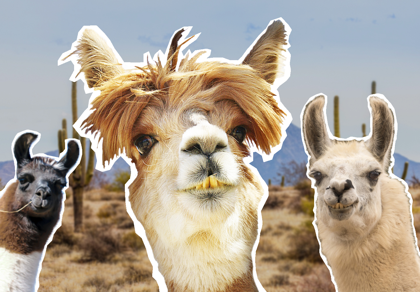 Crazy Llama Of The Month. Hilarious Moments! – Crazy Llama